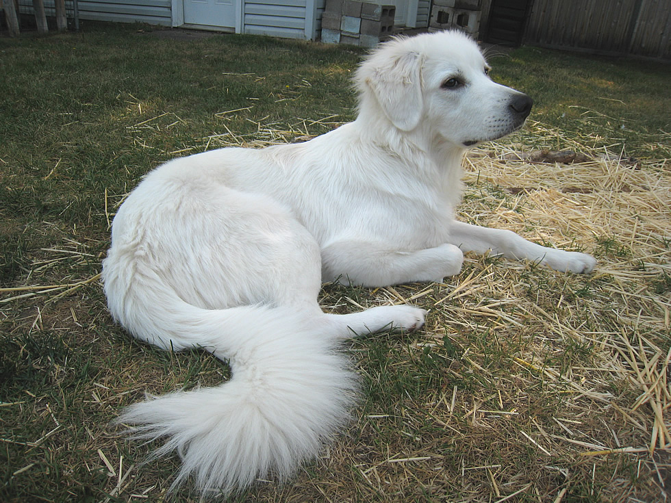 Polish Tatra Sheepdog puppy 28 weeks