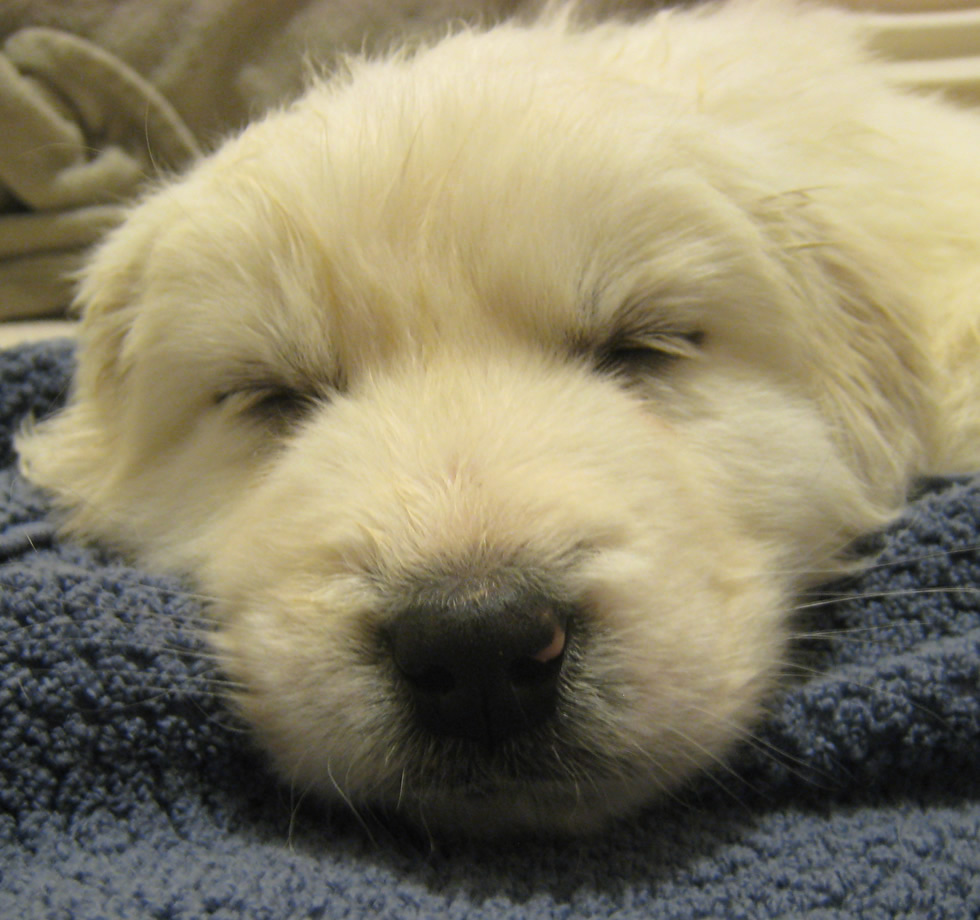 Polish Tatra Sheepdog puppy