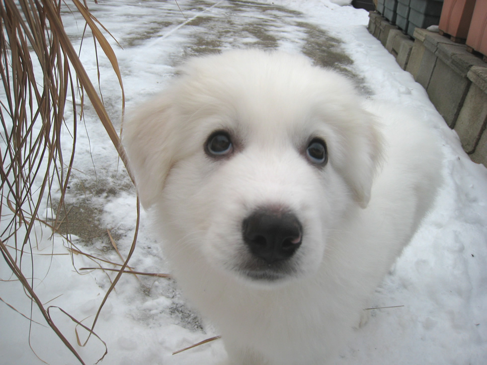 Polish Tatra Sheepdog puppy