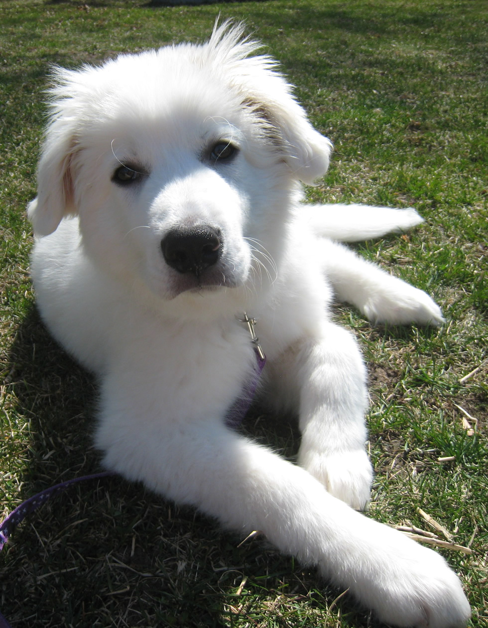 Polish Tatra Sheepdog puppy 14 weeks