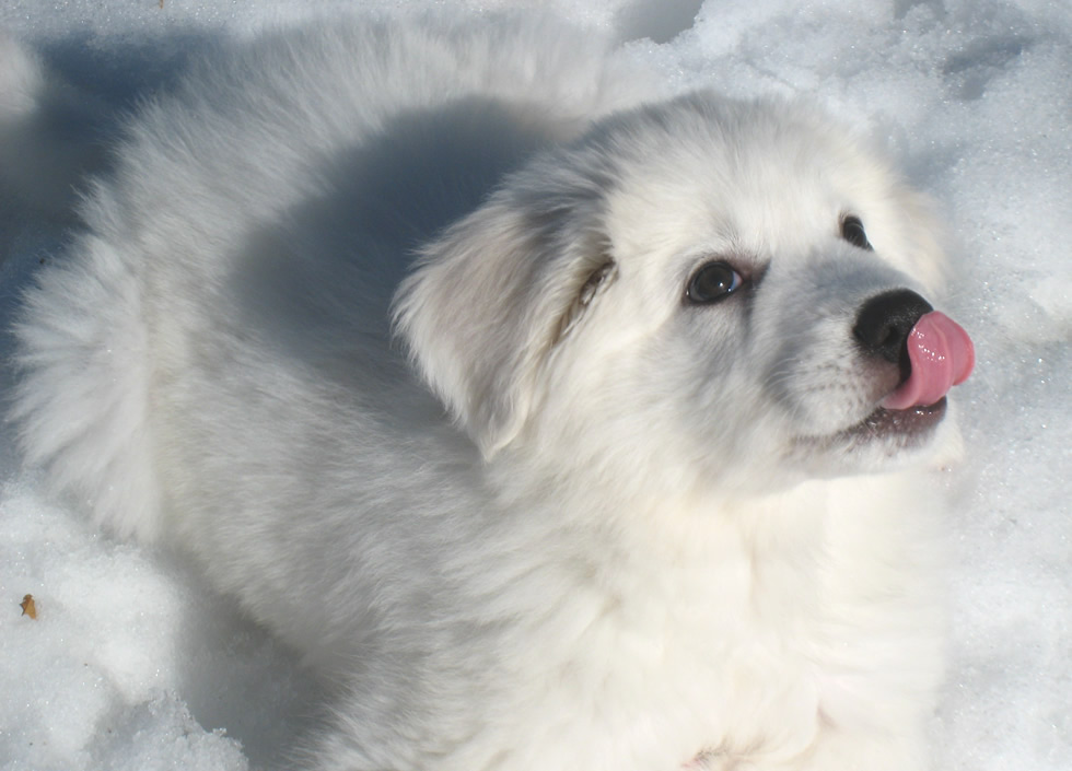 Polish Tatra Sheepdog puppy 12 weeks
