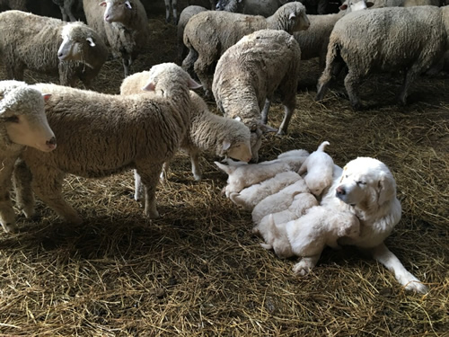 Polish Tatra Sheepdog puppy with sheep