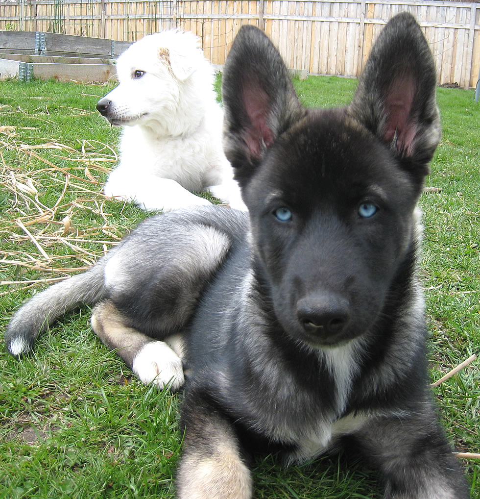 Polish Tatra Sheepdog puppy 14 weeks